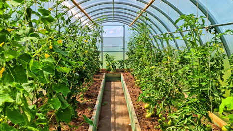 agriculture greenhouse plants crop tomato plants growing inside eco bio farming