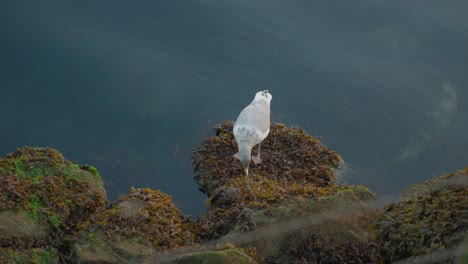 Möwe,-Die-Auf-Den-Felsen-Isst