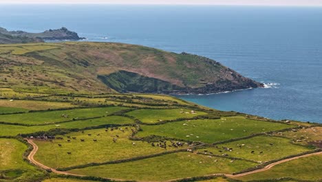 timelapse approach toward bright green coastal fields on the northern cornwall coast with cows grazing under a blue sky