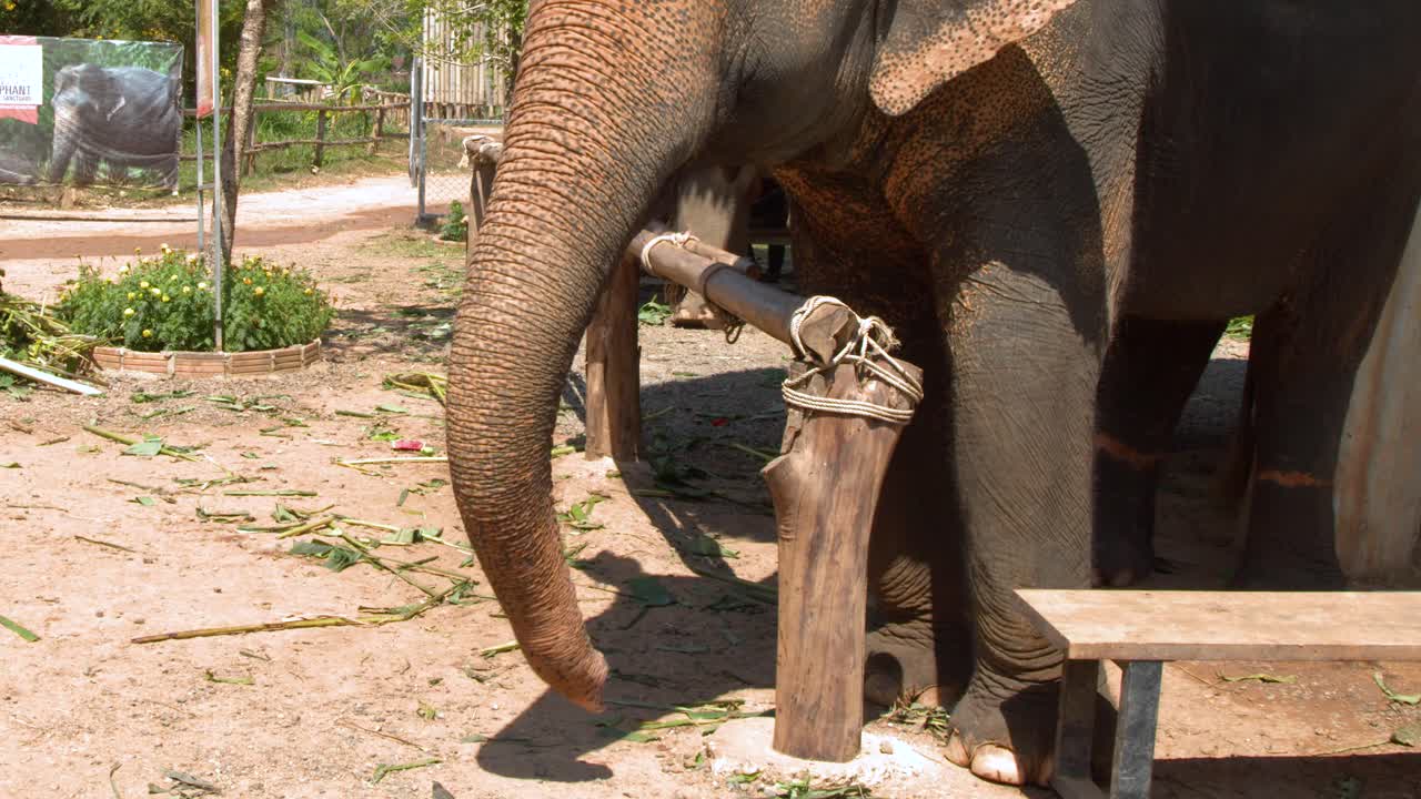 Un uomo nutre un elefante asiatico attraverso una recinzione di legno sotto l'intensa luce solare tropicale.
