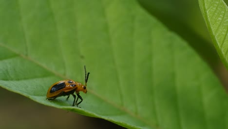 Marienkäfer-Auf-Blättern-Im-Garten-HD-Video