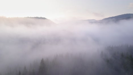 thick fog in pine tree forest, mysterious look during sunset