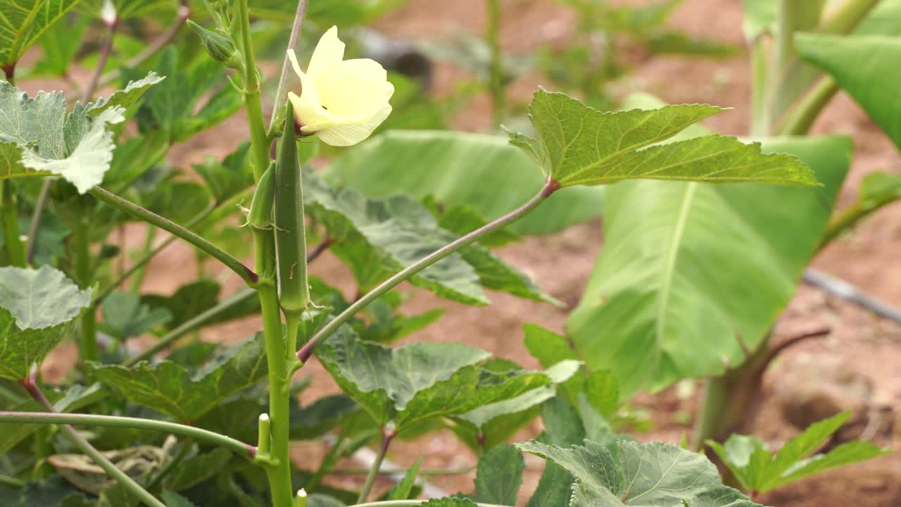 primer plano de bhindi fresco, dedos de dama, okra vegetal verde abelmoschus esculentus con flores que crecen en la granja