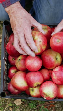 red apples gathering in box. juicy seasonal organic farm gardening.