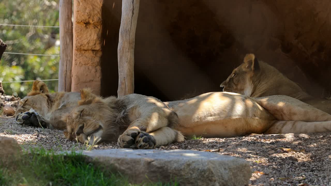 Three Lions in Werribee Open Range Zoo enjoying three afternoon nap