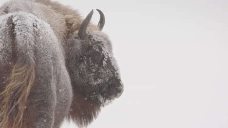 European-bison-in-snowy-landscape-shot-from-behind-looking-back,-telephoto-shot