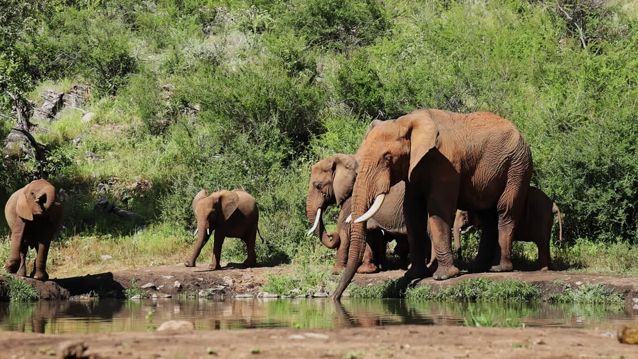 Watch as a herd of African elephants interact playfully at a waterhole in Madikwe Game Reserve, showcasing their social bonds in the wild South African landscape.