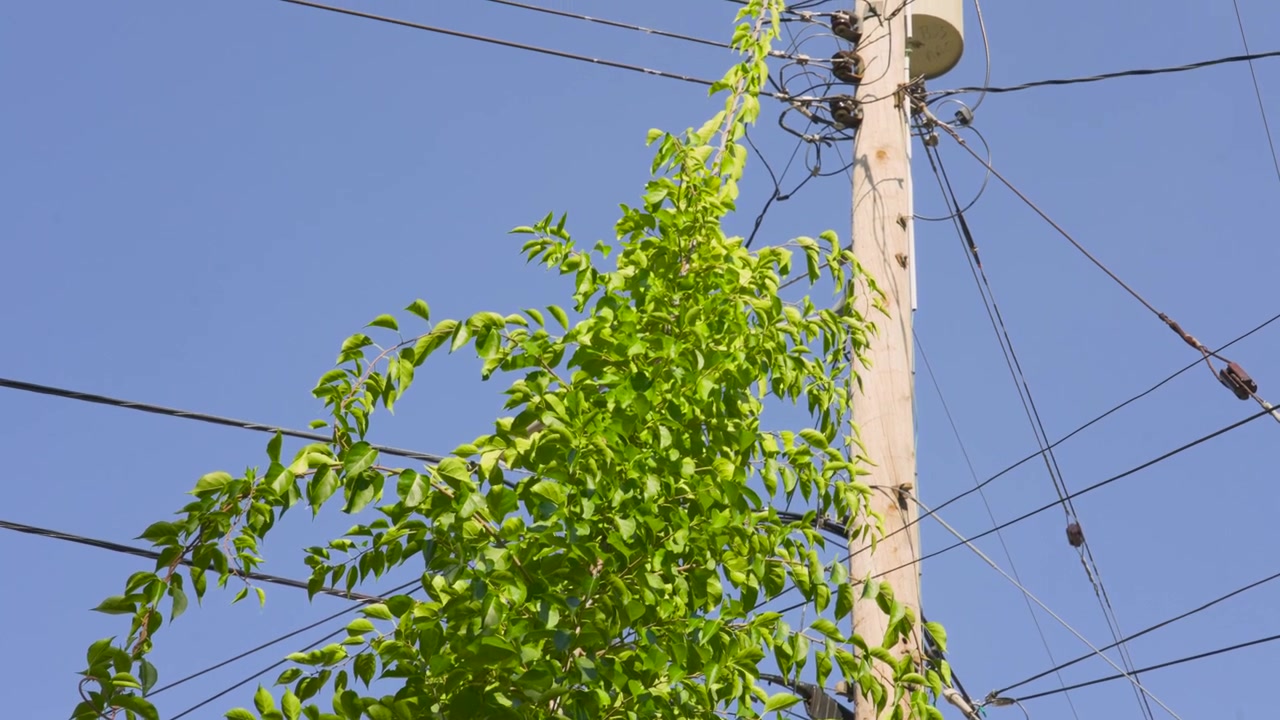 Tilting up to show the extent of the vine's growth.