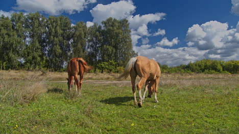 caballos pastando en el campo