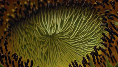 detailed macro view of a sunflower's petals and intricate center