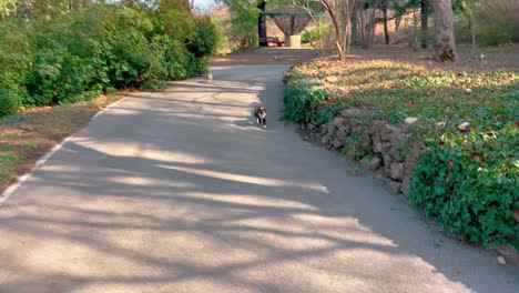 Un-Gato-Acercándose-A-Un-Humano