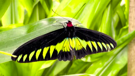 hermosa mariposa ala de pájaro de rajah brooke en la selva tropical