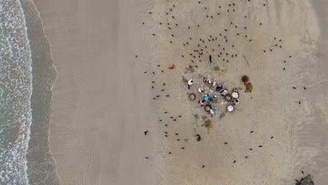 aerial, top down, birdseye, drone shot above fishermen cleansing and gutting fish on a beach, birds fly around looking for food, near trincomalee city, in gokanna, in the eastern province of sri lanka