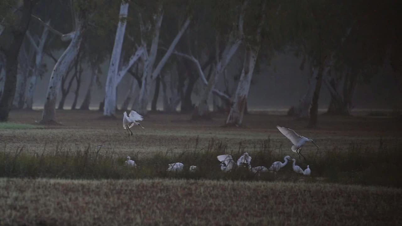 Eurasian spoonbills landing in Fields