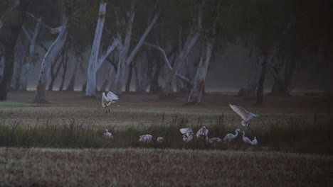 Espátulas-Eurasiáticas-Aterrizando-En-Los-Campos.