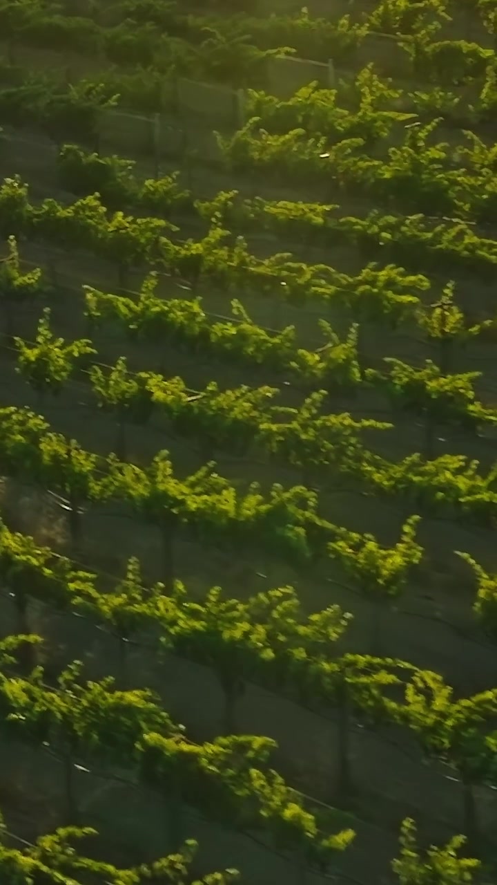 I vigneti si estendono nella Napa Valley sotto il sole della California.