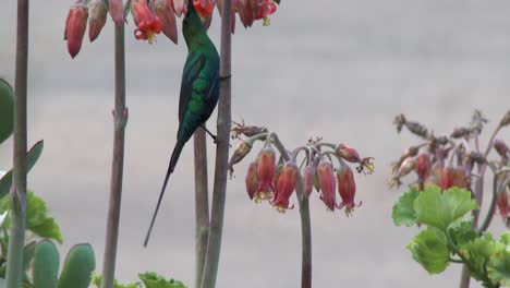 A-bright-green-sunbird-feeding-on-orange-flowers-in-Cape-Town,-South-Africa