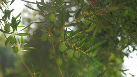 Grüner-Ast-Mit-Oliven-An-Sonnigen-Tagen