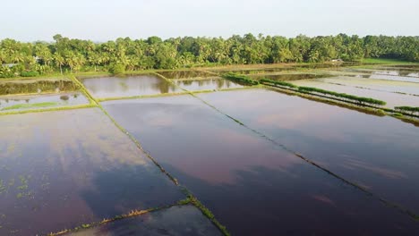 farmland with ridges, land prepared for cultivation ,the field has been plowed and watered for cultivation, rice fields in asia , high angle shot , aerial shoot