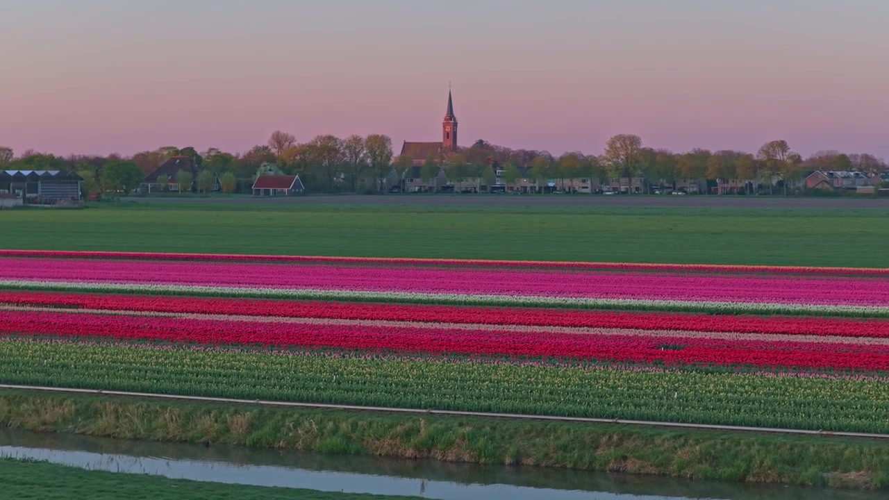 Campi di tulipani colorati che rivelano un pittoresco villaggio olandese