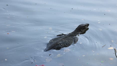 lagarto deslizándose por el agua con pequeñas ondas