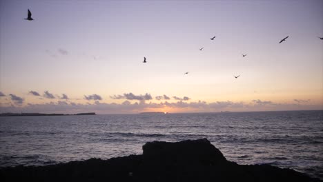 bird flying over sea in the sunset in portugal