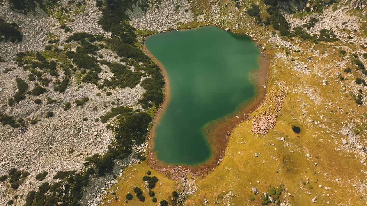 Flock of sheep near a blue glacial lake surrounded by mountain rocks and vibrant green grass, wide aerial view