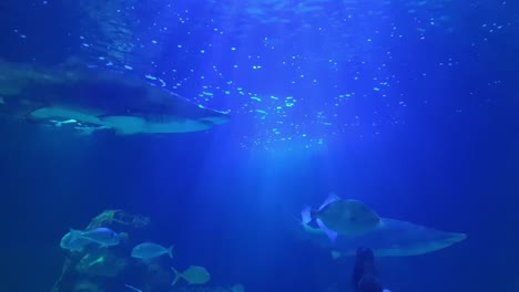 fish and sharks swimming by in a blue aquarium in ireland