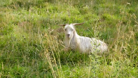 goat resting in the tall grass of carpathian mountains