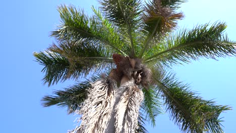 una palmera con un cielo azul de fondo en méxico