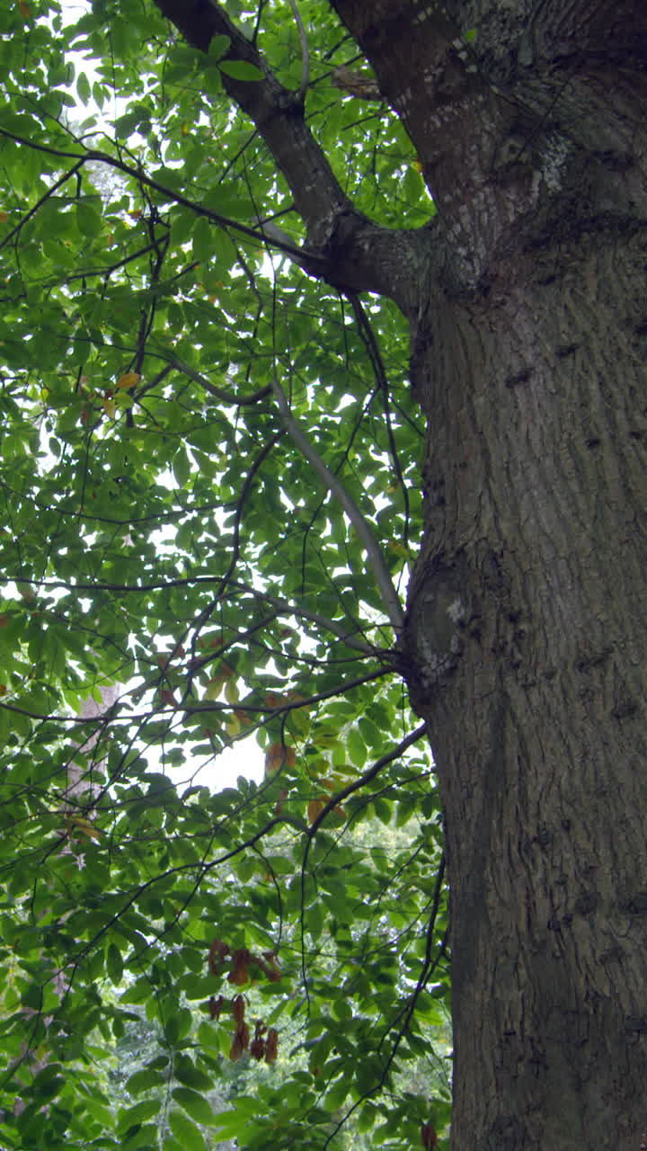 Low angle view of tall green trees