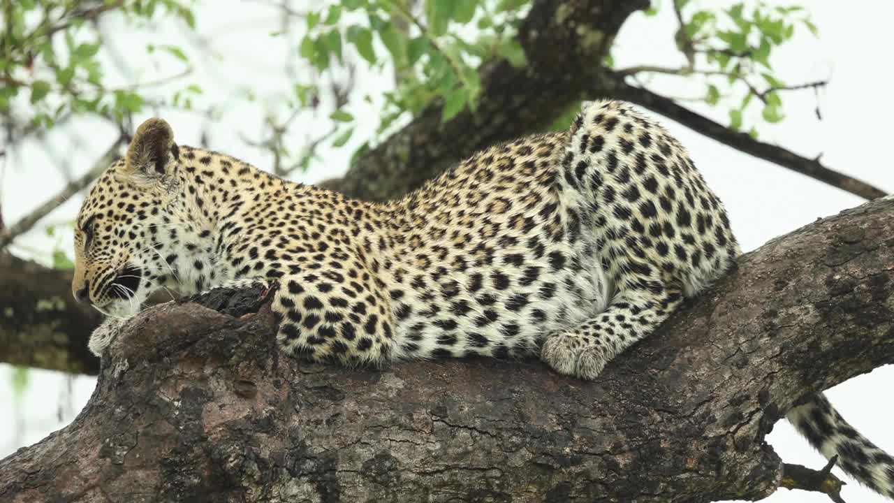 hermosa foto de cuerpo completo de un leopardo tendido en una rama mirando a la cámara, mayor kruger