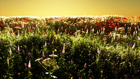 Feld-Mit-Blumen-Während-Des-Sommersonnenuntergangs