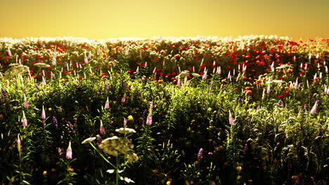field with flowers during summer sundown