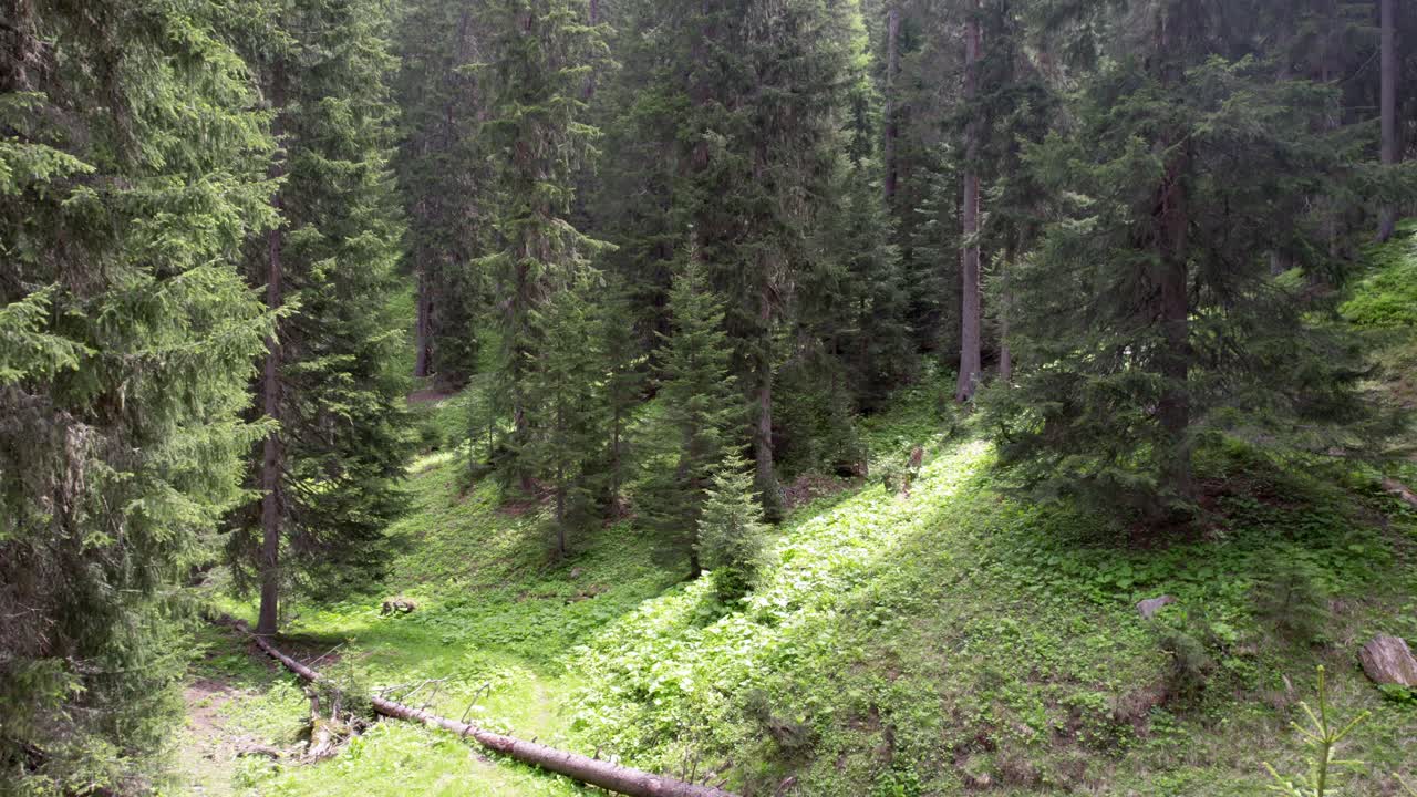 Aerial drone footage of an old, forested landscape in Switzerland in summer. The drone flies backwards through the trees in a forest of tall, mature Norway spruce trees to reveal the wider forest.