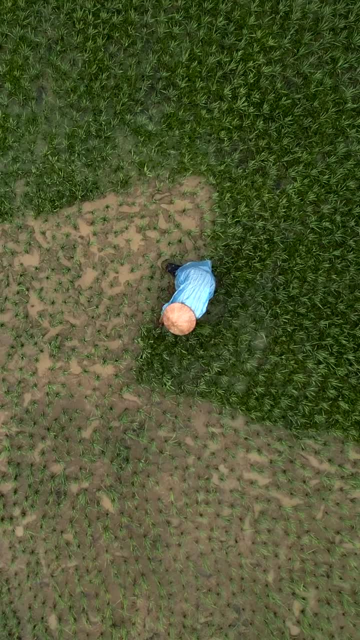 논에서 일하는 농부