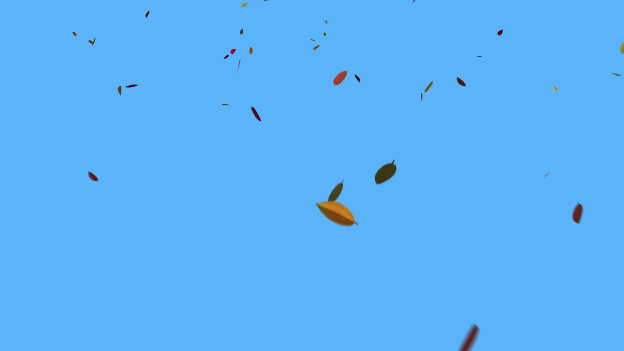 카메라를 향해 떨어지는 잎