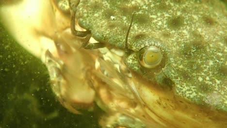 Macro-Shot-of-Stone-Crab,-FL