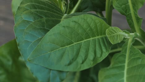 Tobacco-plantation-with-lush-green-leaves