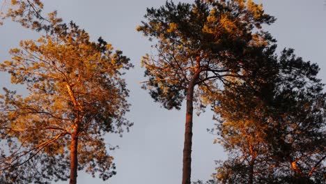 La-Luz-Del-Atardecer-Cae-Sobre-Los-árboles-De-Fuego-Que-Se-Mecen-En-El-Viento