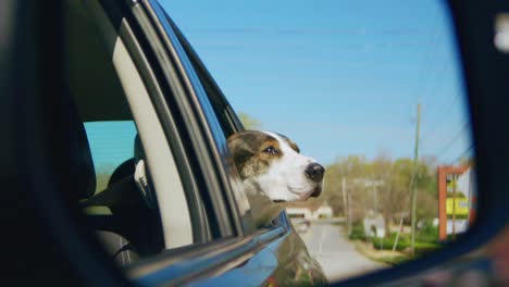 Perro-Sacando-La-Cabeza-De-Un-Auto-En-Movimiento