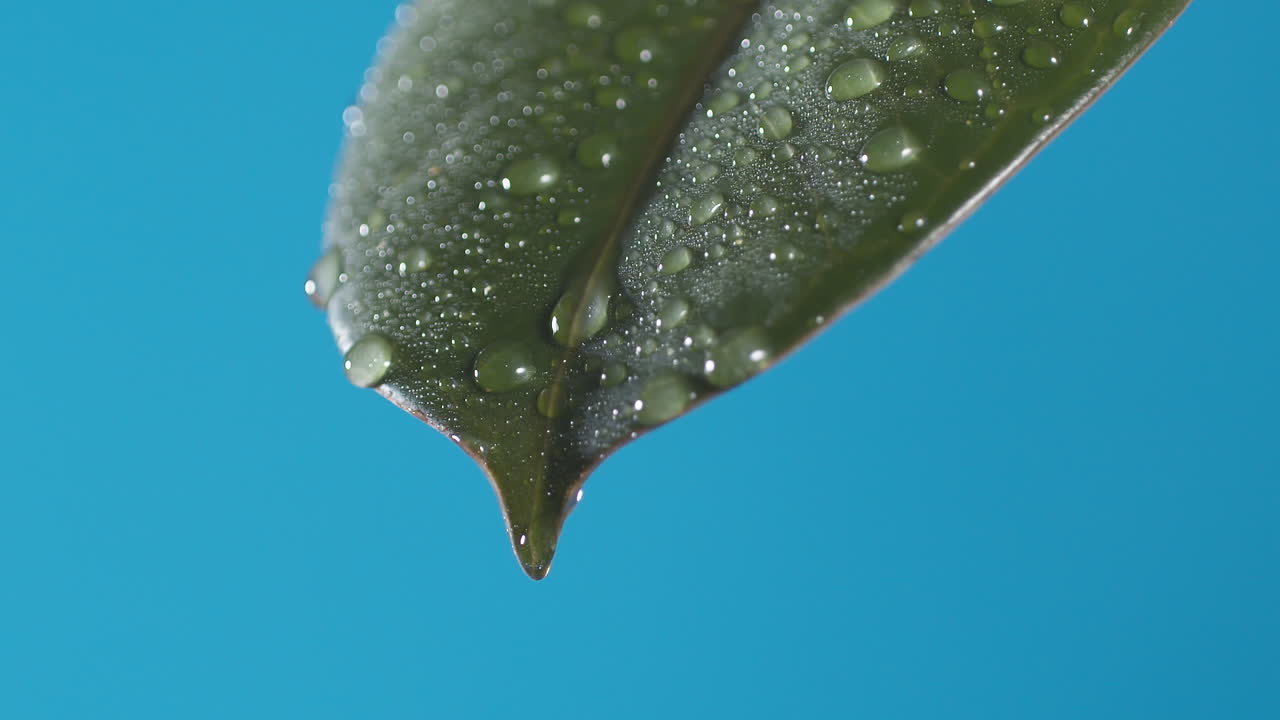 gotas de agua gotean de la hoja verde sobre el fondo azul