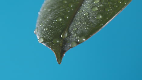 drops of water drip from the green leave down on the blue background