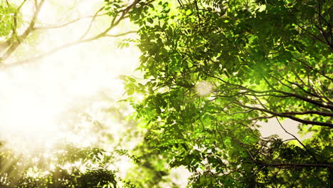 sunlight streaming through forest canopy