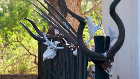 various trophy horns mounted in a row outside on fence on hunting farm