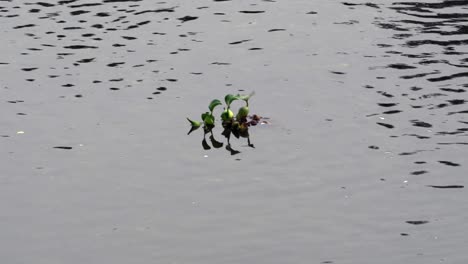 Eine-Einzelne-Wasserhyazinthe,-Die-Tagsüber-In-Einem-Fluss-Schwimmt