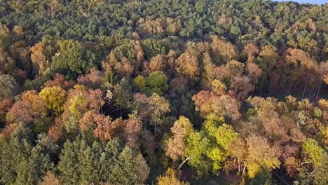 Tiro-De-Drone-De-árboles-En-El-Parque