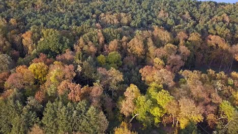 drone shot of trees in the park