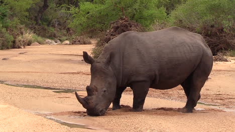 white rhino bull stumbles in soft sand of wet riverbed in south africa