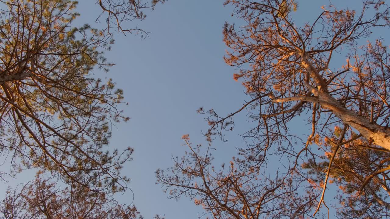 가을 숲을 걸으며 소나무를 올려다보는 모습